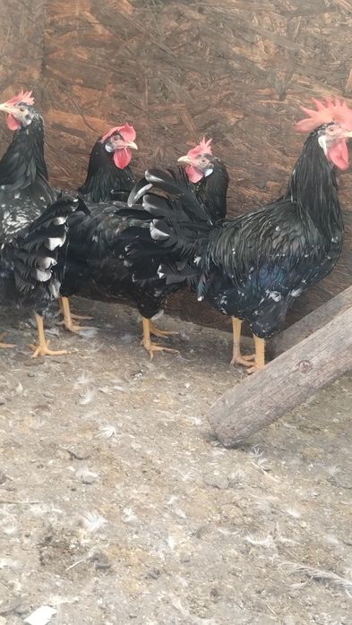 Ouă pentru incubat de italiene negru-bobat