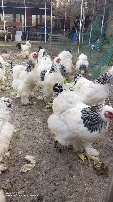 Брама  тухум сотилади