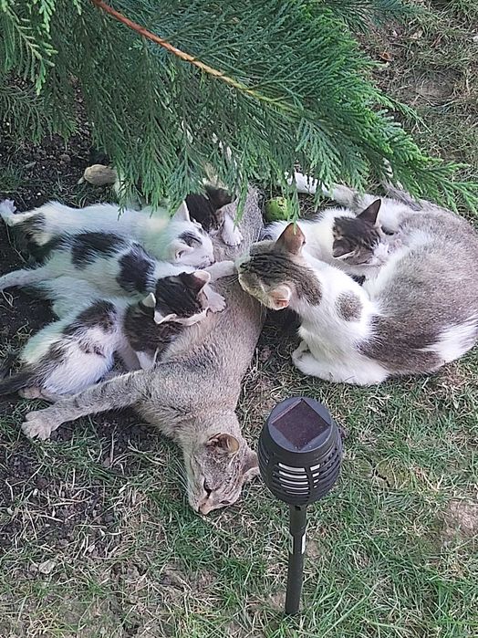 Ofer spre adopție