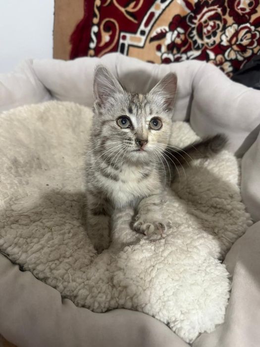 Отдам кошечку в хорошие добрые руки,