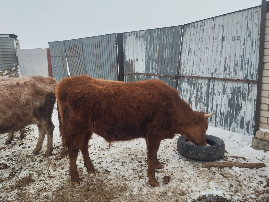 2 бұқа бар сатылады