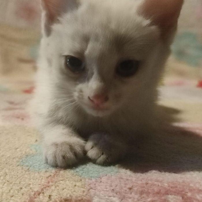 Милые котята более 2х месяцев