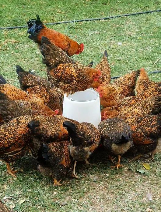 Кучин сицевый жұмыртқасы
