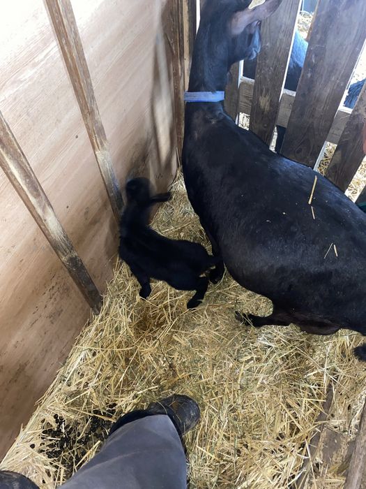 Capre Murciano originale