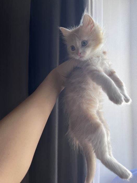 Отдам котёнка мальчик