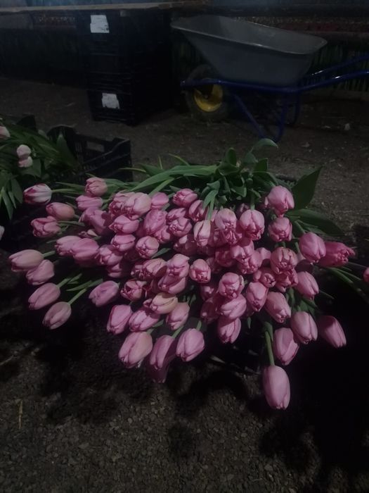 Тюльпаны крупные отборные