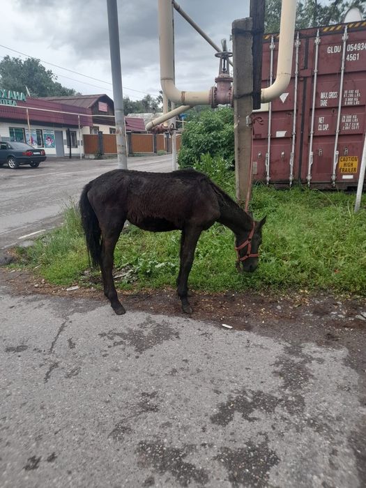 Тай сатылады ннннн