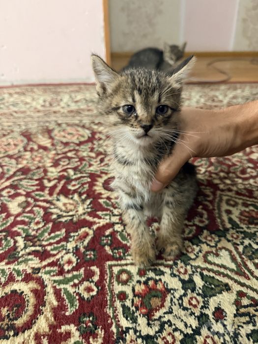 Котёнок мушук mushuk bolasi