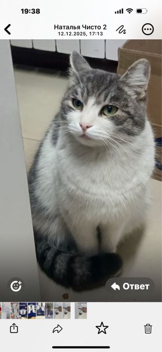 Ищу хозяев для Мурзика, кот, кастрирован!