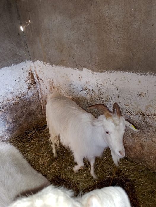 5 бременни кози / Козите