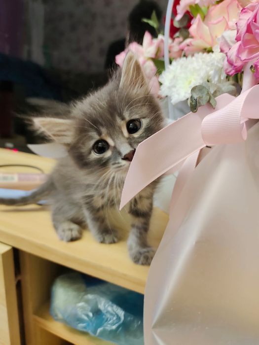 Отдам котенка в добрые руки