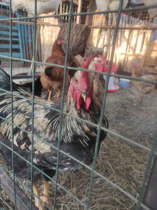 Продам молодых петушков
