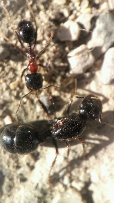 Муравьи разных видов