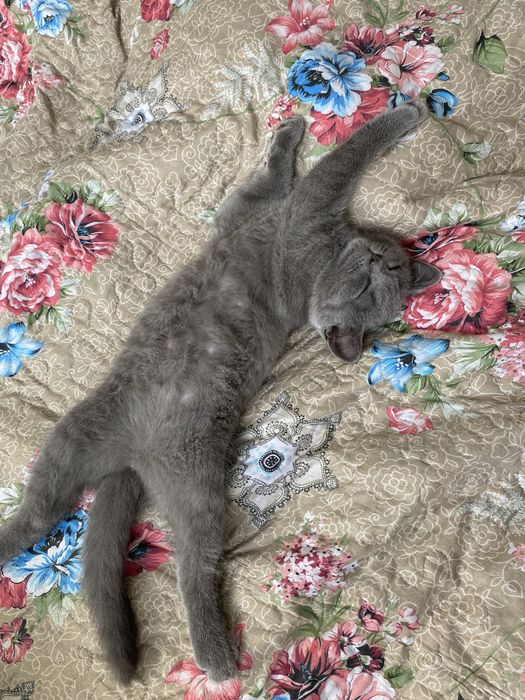 продам котенка,15000