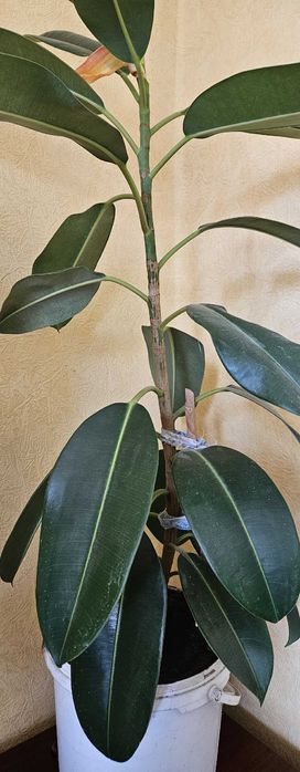Комнатное растение Фикус