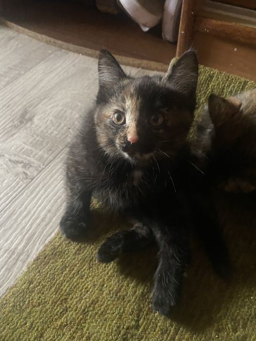 котята бесплатно