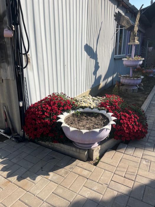 Хризантема сорт мультифлора