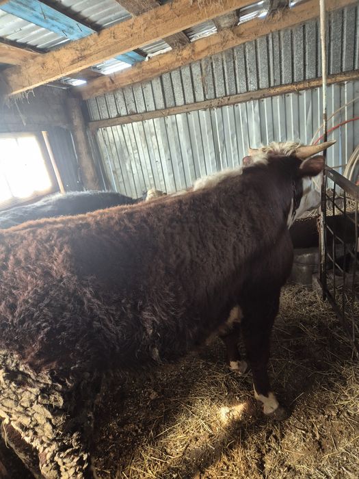 Продам 3 быка на откорме