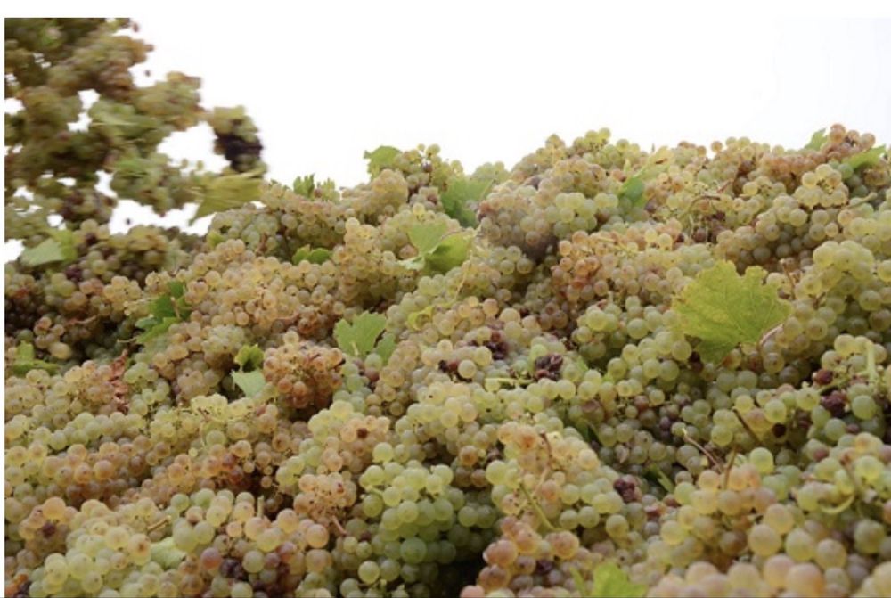 Ottonel, feteasca etc!Struguri de vin!!