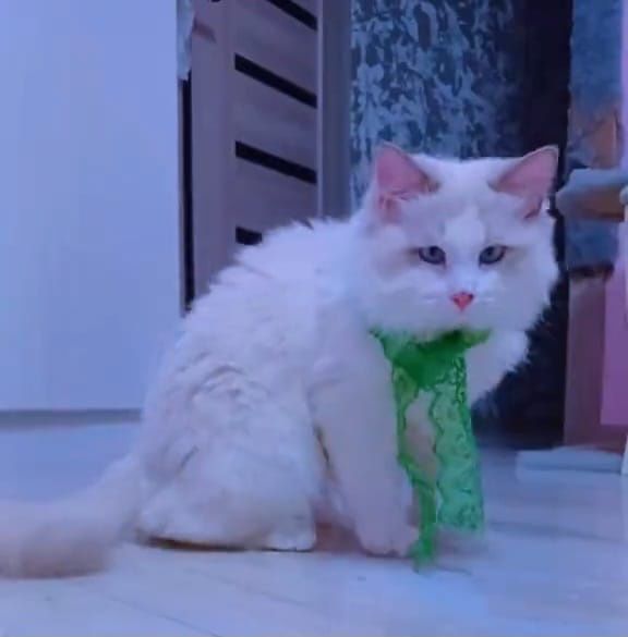 Вязка с котом  Рэгдолл