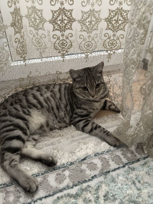 Отдам кота хорошие руки