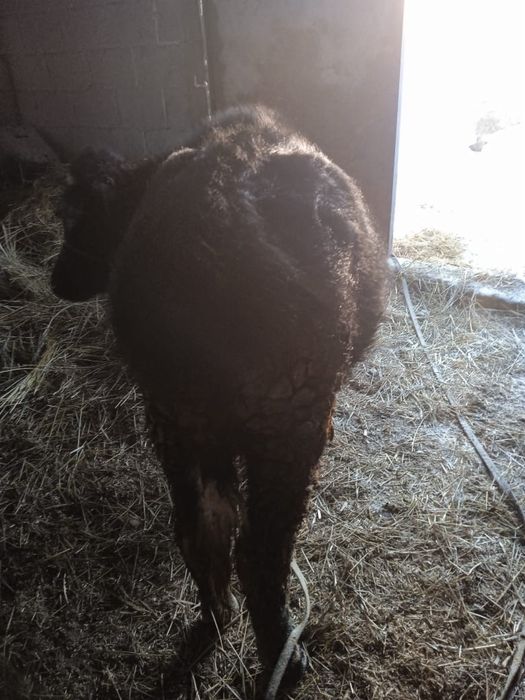 продам теленка 10 месячный