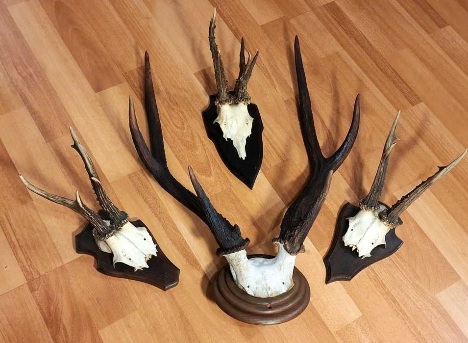 Set decorativ cu trofee de cerb si de caprior ( lopatar,mistret )_65