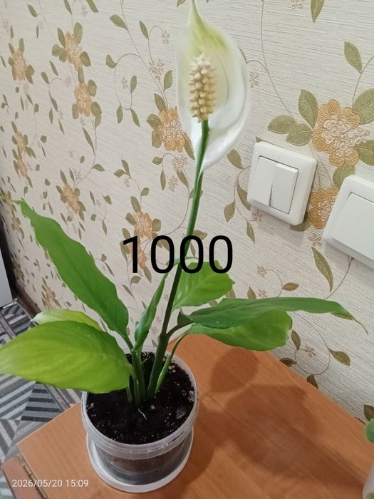 Продам цветок женская счастье.