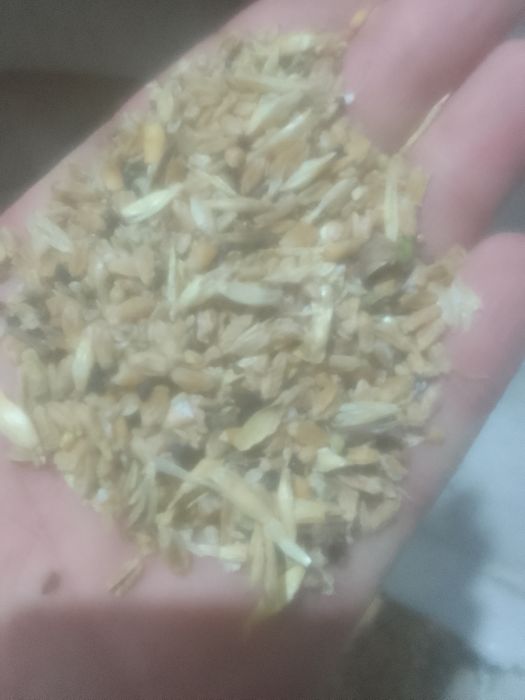 Зерноотходы Отруби Овсюг Колоски