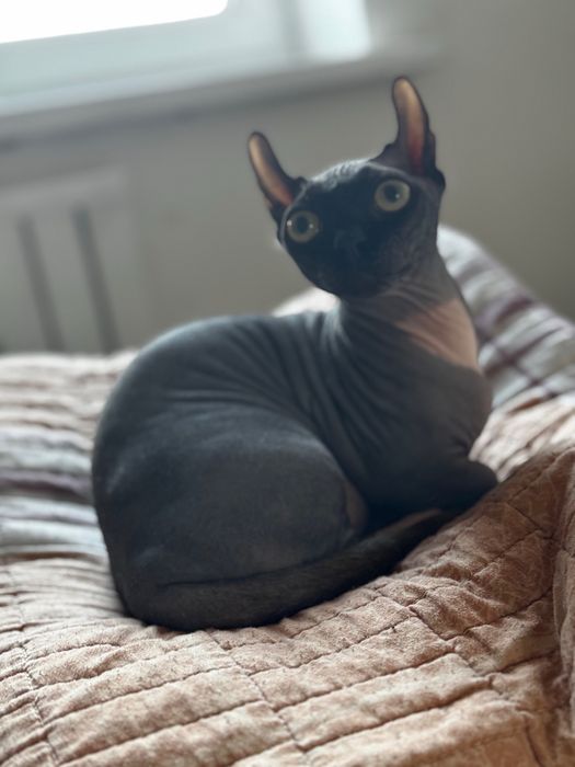 Сфинкс Двэльф красавица