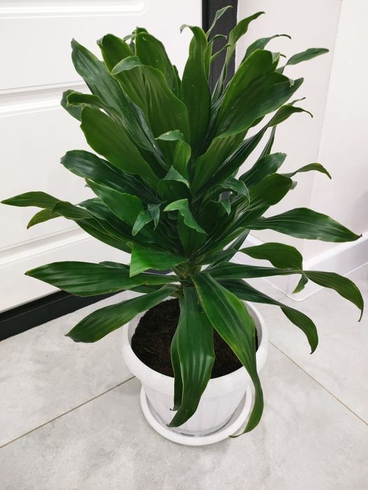 Комнатные растения. Доставка