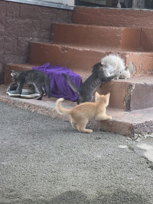 Котята домашние полтора месячные