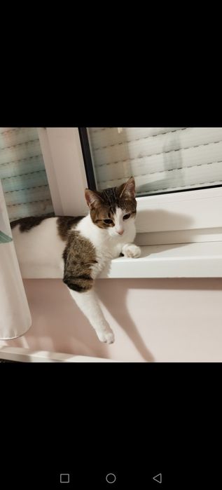 Малко коте само за град Добрич.