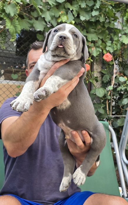 Американско були ХЛ/American Bully XL