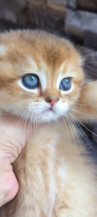 Мальчики фолд,золотая шиншила