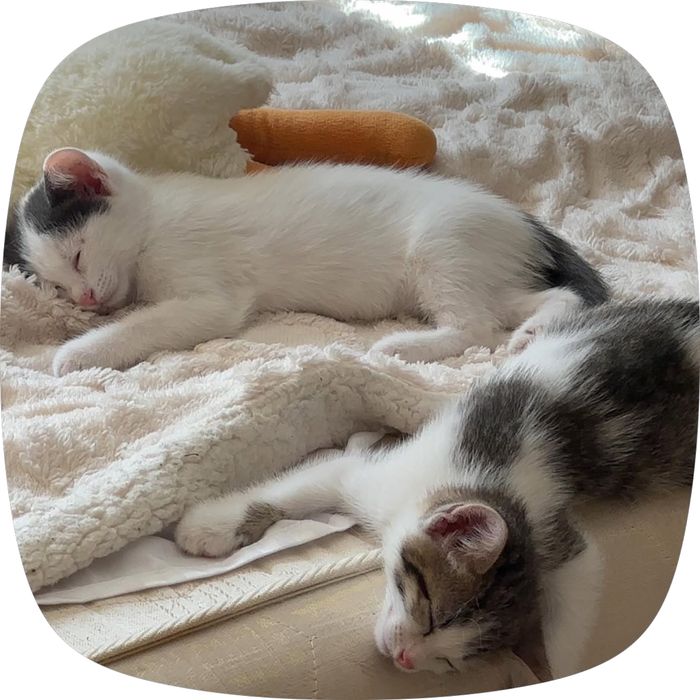 Котята ищут хозяев