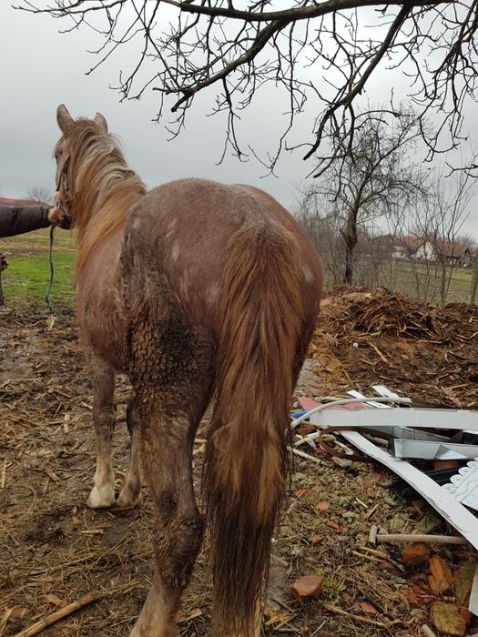 Vând mânză de 1 an si 8 luni