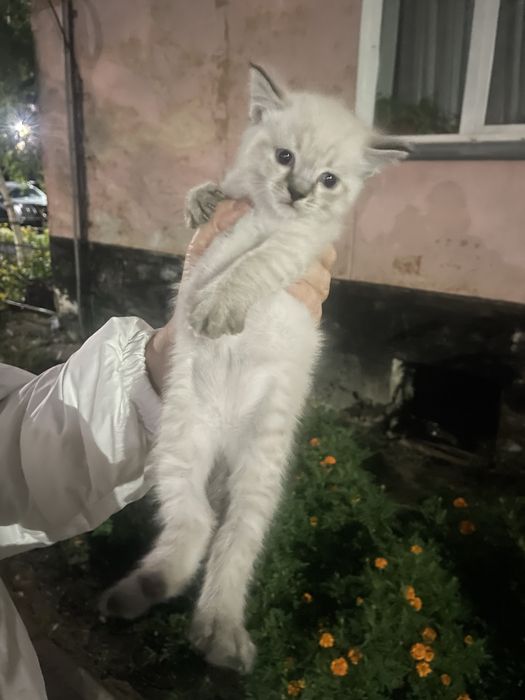 Одам котенка в добрые руки ,девочка