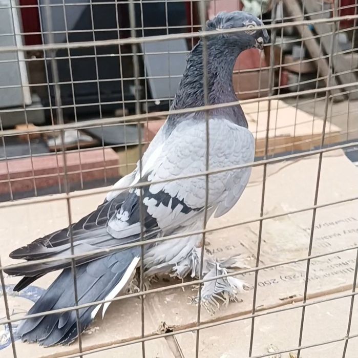 Голуби сизый самец