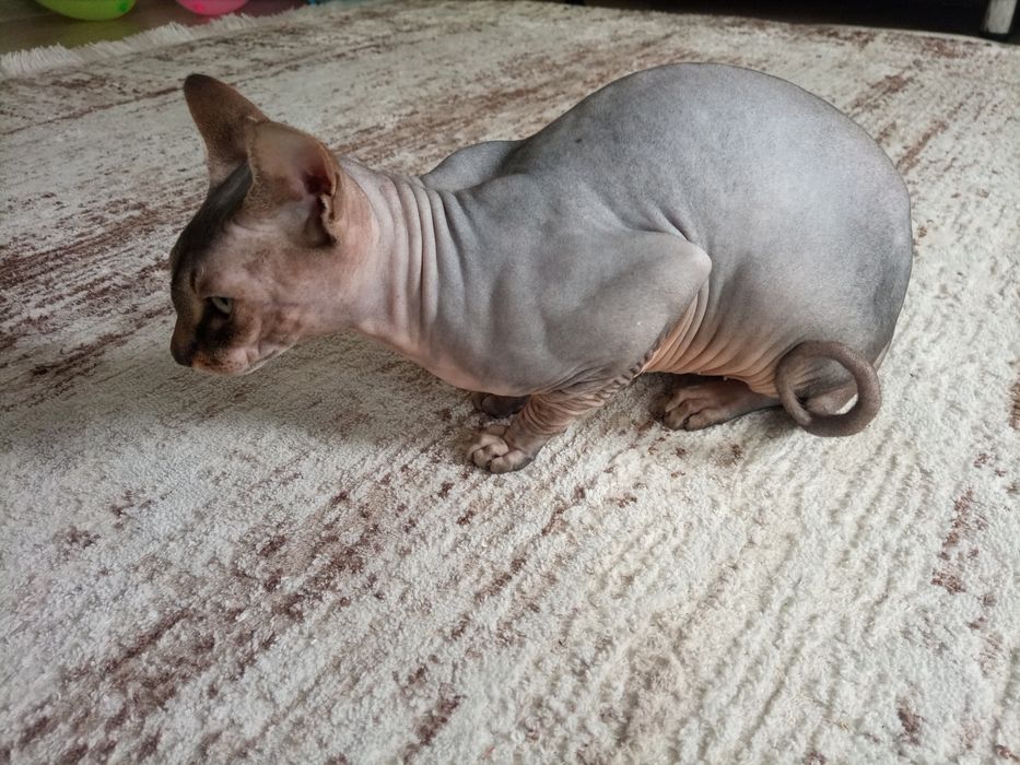 Вязка канадского сфинкса