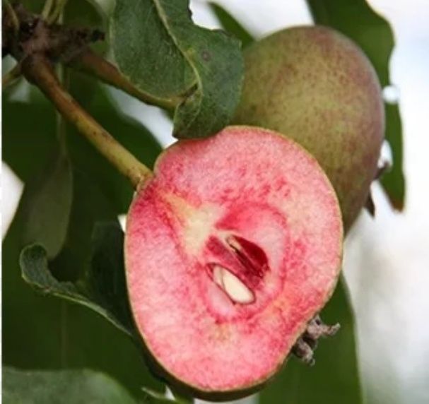 Par Busuioace Cu Miez Rosu