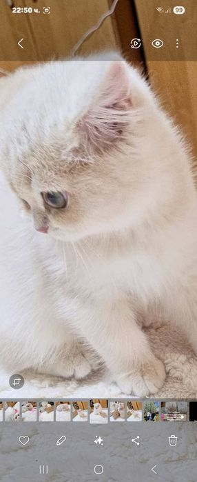 Британски котенца лилаво злато