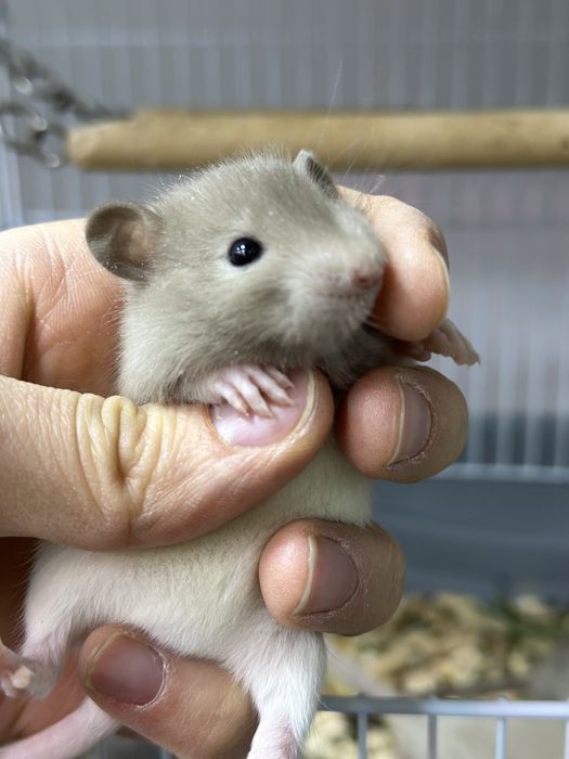 Декоративные домашние крысы