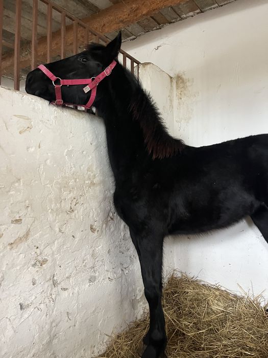 Manza friesian de vanzare