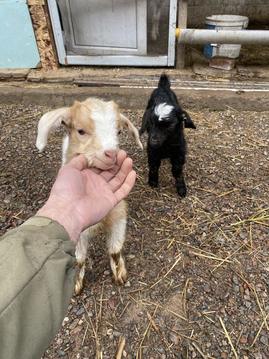 Продам козлят молочного направления