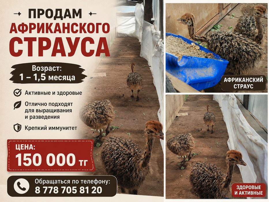 Продам страусов.