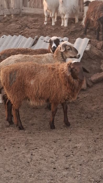 Қозы қошқар сатылады