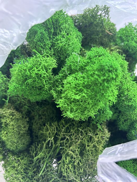 Мох декоративный