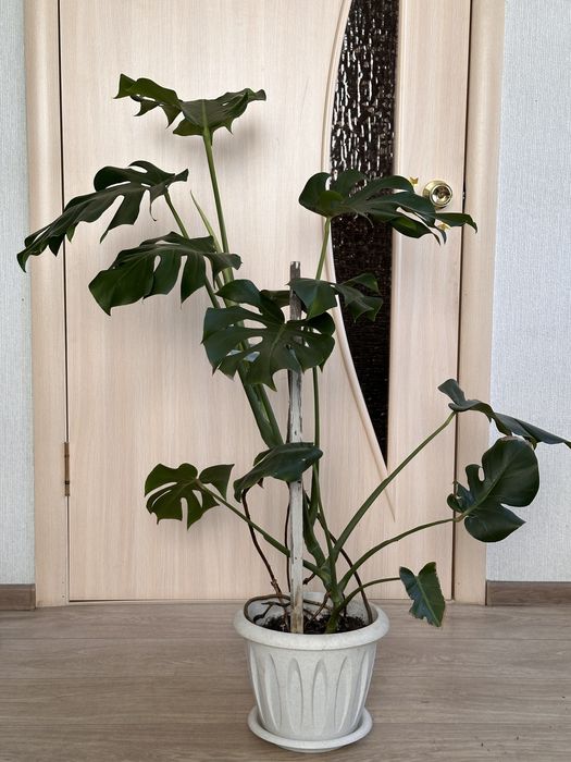 Продам монстеру 2шт