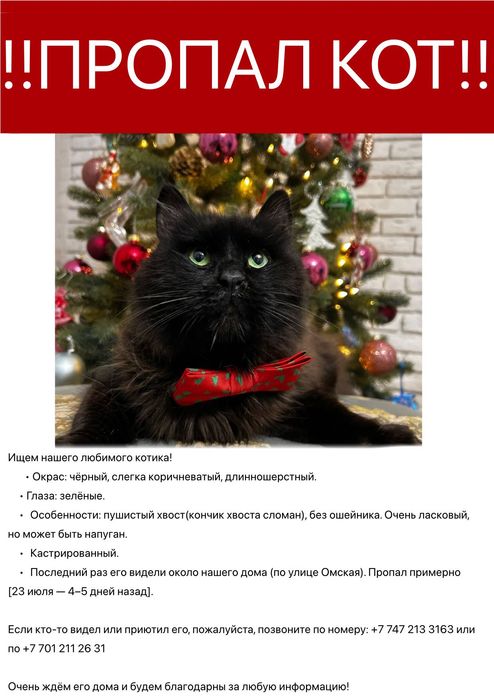 ПРОПАЛ КОТ  в жетысуском районе